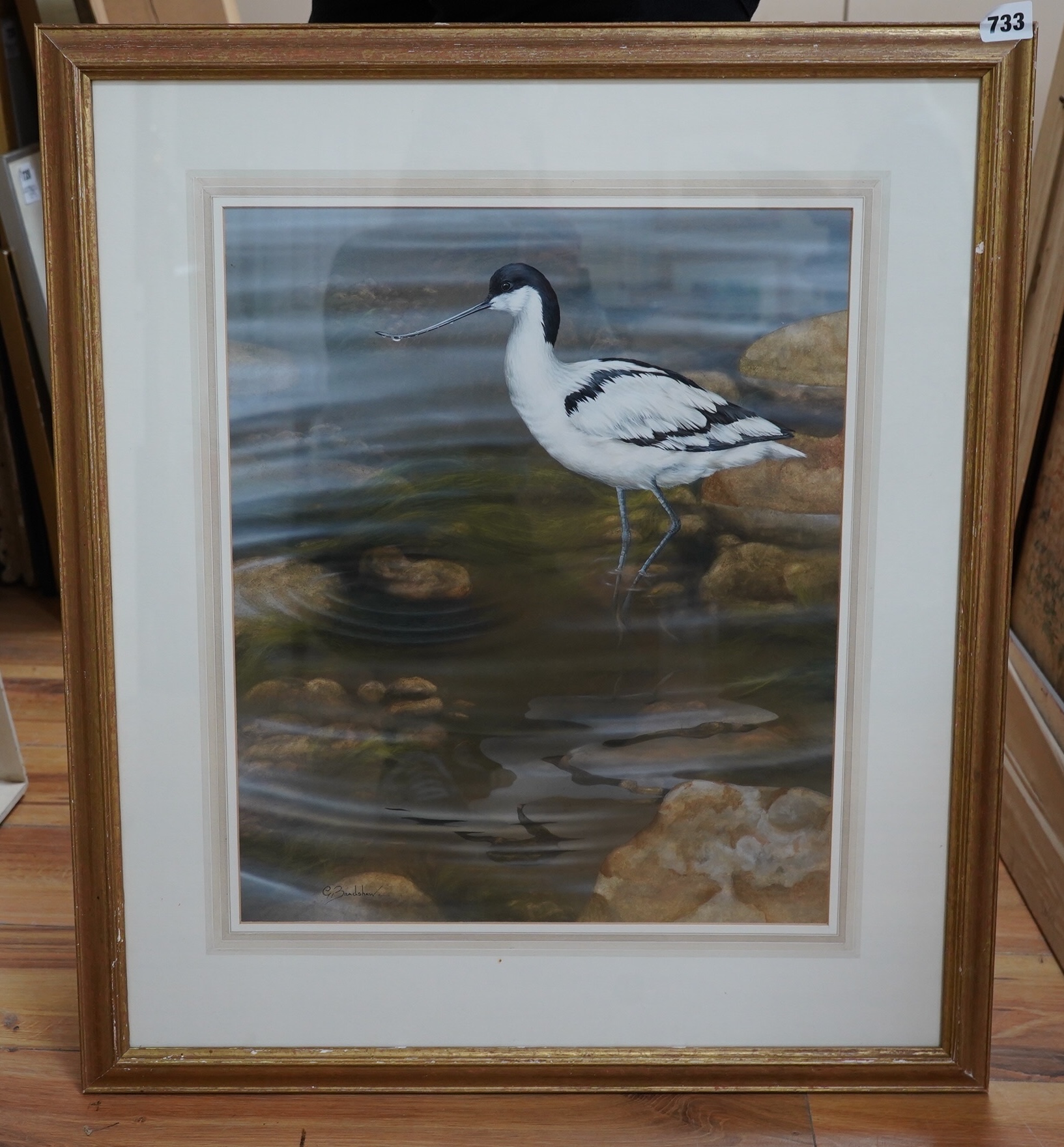 Graham Bradshaw (Contemporary), gouache, 'Avocet’, signed, 44 x 37cm. Condition - good